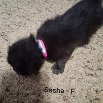 Sasha C11842 -  Domestic Short Hair Cat for Adoption - Sasha C11842 | PetCurious