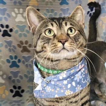 Teddy (aka Teddie) -  Domestic Short Hair Cat for Adoption - Teddy (aka Teddie) | PetCurious