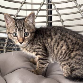 Rescue Domestic Short Hair Cats for Adoption in Pleasanton, California - Cersei | PetCurious