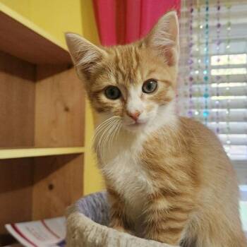 Domestic Short Hair Cats Available for Adoption in Candler, North Carolina - Jay | PetCurious