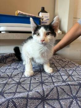 Honk -  Domestic Short Hair Cat for Adoption in Marion, Ohio - Honk | PetCurious
