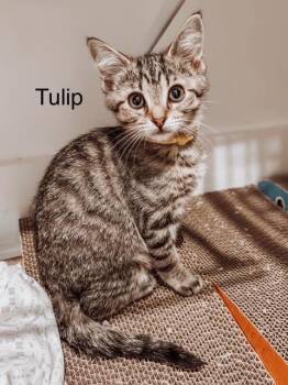 Tulip -  Domestic Short Hair Cat for Adoption in Murfreesboro, Tennessee - Tulip | PetCurious