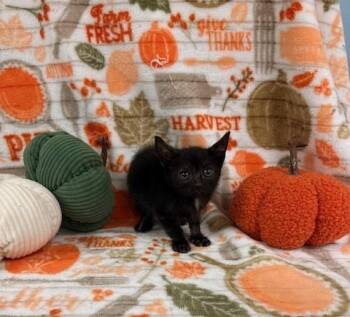 Rescue Domestic Short Hair Cats for Adoption in Thomson, Georgia - Sampson | PetCurious