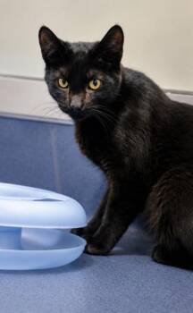 Marty -  Domestic Short Hair Cat for Adoption in Roseville, California - Marty | PetCurious