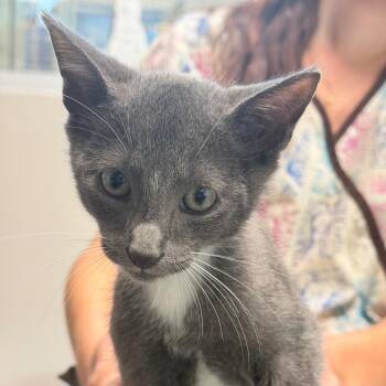 Storm -  Domestic Short Hair Cat for Adoption in Englewood, Florida - Storm | PetCurious