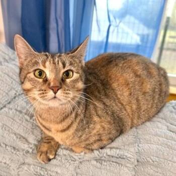 Candy Cane -  Torbie and Domestic Short Hair Cat for Adoption in Friendswood, Texas - Candy Cane | PetCurious