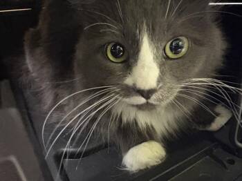 Domestic Long Hair Cats Available for Adoption - STORMY | PetCurious
