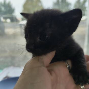 Woofy- Kiki -  Domestic Short Hair Cat for Adoption in Moses Lake, Washington - Woofy- Kiki | PetCurious