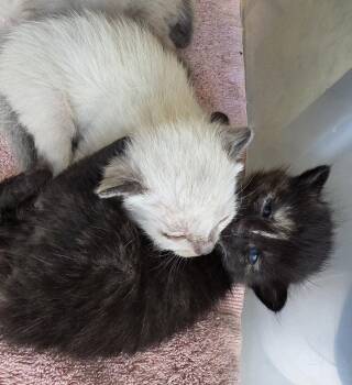 Siamese Cats Available for Adoption in Magnolia Springs, Alabama - Monroe | PetCurious