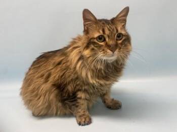 Chloe -  Domestic Long Hair and Domestic Short Hair Cat for Adoption in Golden Valley, Minnesota - Chloe | PetCurious