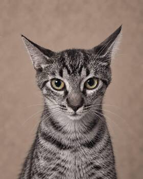 Pippin -  Tabby Cat for Adoption in Miami, Florida - Pippin | PetCurious