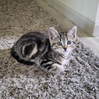 Rescue Tabby Cats for Adoption in Bloomington, Minnesota - Baxter | PetCurious