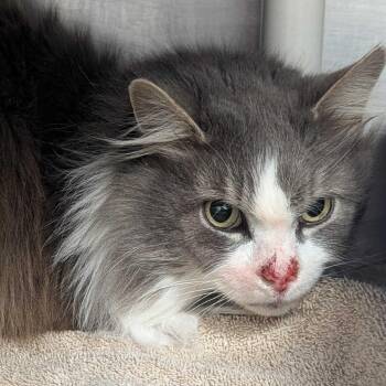 Domestic Long Hair Cats Available for Adoption - Thomas | PetCurious