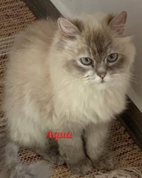 Rescue Domestic Long Hair Cats for Adoption in San Jacinto, California - Aqua | PetCurious
