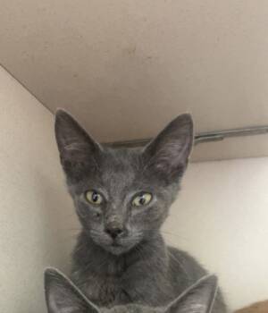 Rescue Domestic Short Hair Cats for Adoption in Columbus, Indiana - Dabba | PetCurious