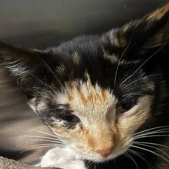 Baby -  Domestic Short Hair Cat for Adoption in Las Vegas, Nevada - Baby | PetCurious