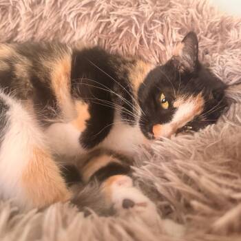 Domestic Short Hair Cats Available for Adoption - Princess CC | PetCurious