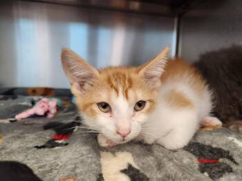 Domestic Short Hair Cats Available for Adoption in Liberty, Missouri - Maui | PetCurious