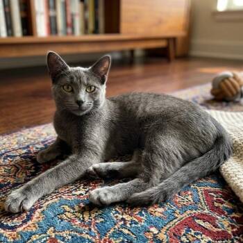 Zelda -  Domestic Short Hair Cat for Adoption in Pittsfield, Illinois - Zelda | PetCurious