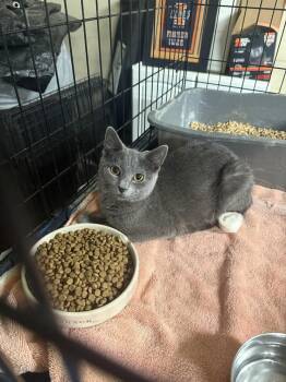 Lolly -  Domestic Short Hair Cat for Adoption in Fort Collins, Colorado - Lolly | PetCurious
