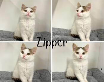 Zipper -  Domestic Long Hair Cat for Adoption in Pierceton, Indiana - Zipper | PetCurious