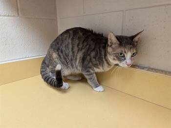 Rescue Domestic Short Hair Cats for Adoption in Colorado Springs, Colorado - POPPY | PetCurious
