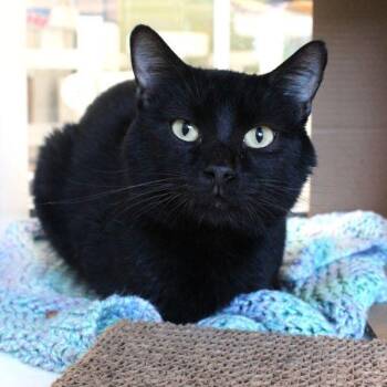 Bertram -  Domestic Short Hair Cat for Adoption in Des Moines, Iowa - Bertram | PetCurious