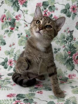 260789  Greta -  Domestic Short Hair Cat for Adoption in Wetumpka, Alabama - 260789  Greta | PetCurious
