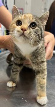 Rescue Domestic Short Hair Cats for Adoption in Hillsdale, Indiana - Calie | PetCurious