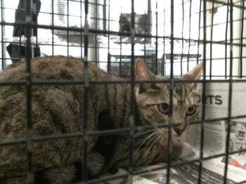 Domestic Short Hair Cats Available for Adoption in Houston, Texas - ASIA | PetCurious