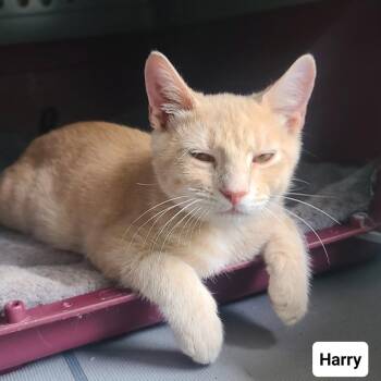 Harry (William St Kitten 1) -  American Shorthair Cat for Adoption in Westport, Connecticut - Harry (William St Kitten 1) | PetCurious