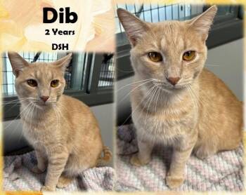 Rescue Domestic Short Hair Cats for Adoption in Franklin, Indiana - Dib | PetCurious