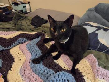 JOEY TAQUITO -  Domestic Short Hair Cat for Adoption in San Antonio, Texas - JOEY TAQUITO | PetCurious