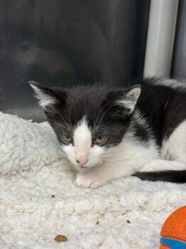 Junior -  Domestic Short Hair Cat for Adoption in Morristown, New Jersey - Junior | PetCurious