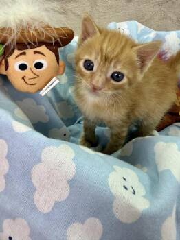 Woody -  Domestic Short Hair Cat for Adoption in Salinas, California - Woody | PetCurious