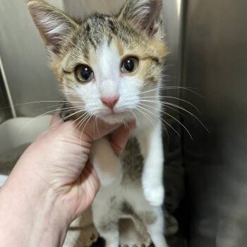 Domestic Short Hair Cats Available for Adoption - Lynn | PetCurious