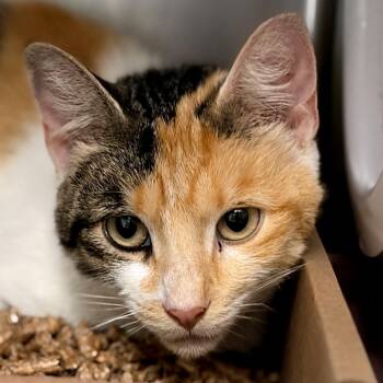 Billie Jean -  Domestic Short Hair Cat for Adoption in Newark, New Jersey - Billie Jean | PetCurious