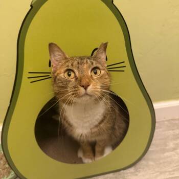 Rescue Domestic Short Hair Cats for Adoption in Port Richey, Florida - Cressida | PetCurious