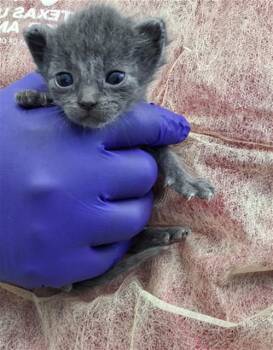 Domestic Short Hair Cats Available for Adoption in Dallas, Texas - SNAKE | PetCurious