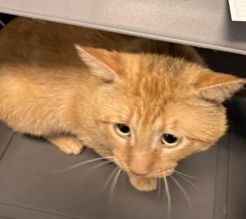 Domestic Short Hair Cats Available for Adoption in Lawrenceville, Georgia - If12 Tommy | PetCurious