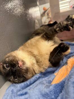 Angel -  Domestic Short Hair Cat for Adoption in Irmo, South Carolina - Angel | PetCurious