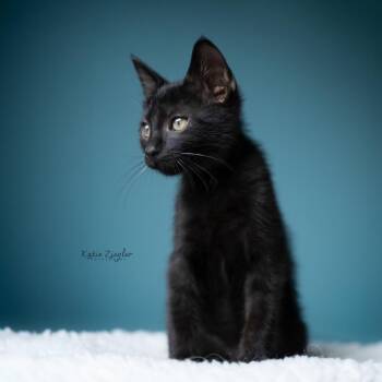 Henri -  Domestic Short Hair Cat for Adoption in Brownsboro, Alabama - Henri | PetCurious