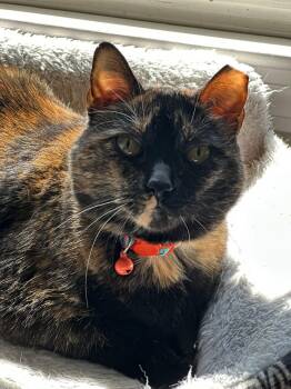 Tortoiseshell Cats Available for Adoption in Canton, Massachusetts - Dori  | PetCurious
