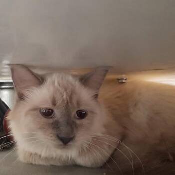 Quetzal - Bonded With Theodora -  Siamese Cat for Adoption in Des Moines, Iowa - Quetzal - Bonded With Theodora | PetCurious