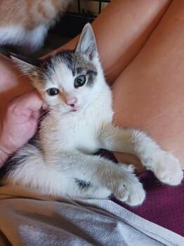 Bingo -  Domestic Short Hair Cat for Adoption in Cromwell, Kentucky - Bingo | PetCurious