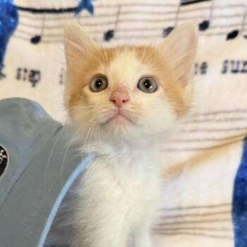 Beau -  Domestic Medium Hair Cat for Adoption in Huntsville, Alabama - Beau | PetCurious