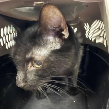 Linda -  Domestic Short Hair Cat for Adoption in Greensboro, North Carolina - Linda | PetCurious
