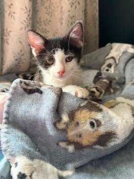 Grouper -  Domestic Short Hair Cat for Adoption in Grand Rapids, Michigan - Grouper | PetCurious