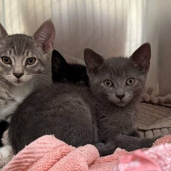 Mojave -  Domestic Short Hair Cat for Adoption in Oakland, California - Mojave | PetCurious