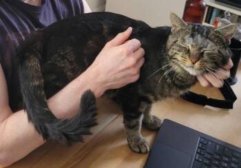 Spencer -  Tabby Cat for Adoption in Bear, Delaware - Spencer | PetCurious